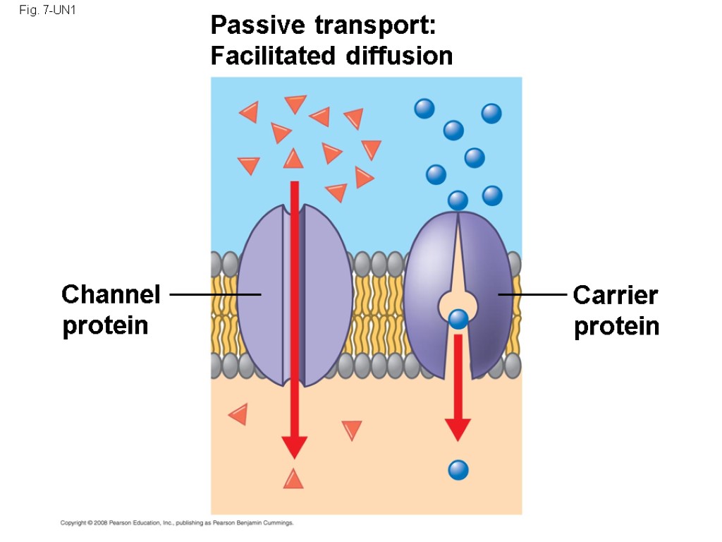 Fig. 7-UN1 Passive transport: Facilitated diffusion Channel protein Carrier protein
